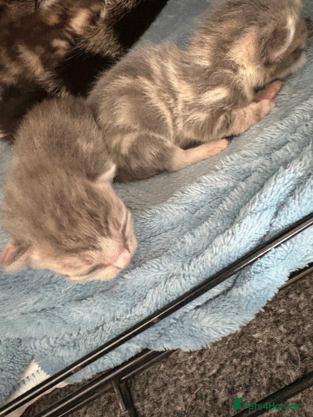 Mixed Breed cats for sale: 2 female grey tabby kittens  - Image 6