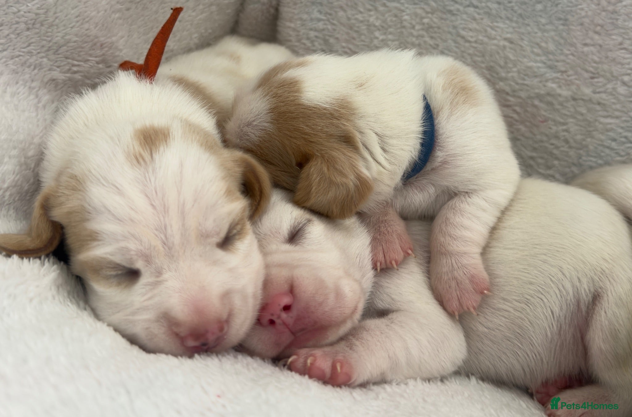 Beagle dogs Health Tested & Kennel Club Registered Beagle Pups - Advert 2