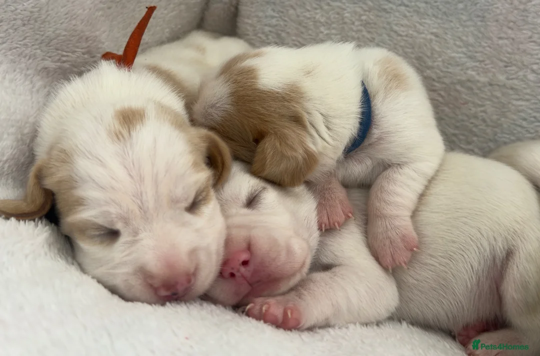 Beagle dogs for sale: Health Tested & Kennel Club Registered Beagle Pups - Advert 2