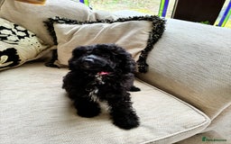 Miniature Poodle dogs for sale: Poodle x last girl fully vaccinated  - Advert 7