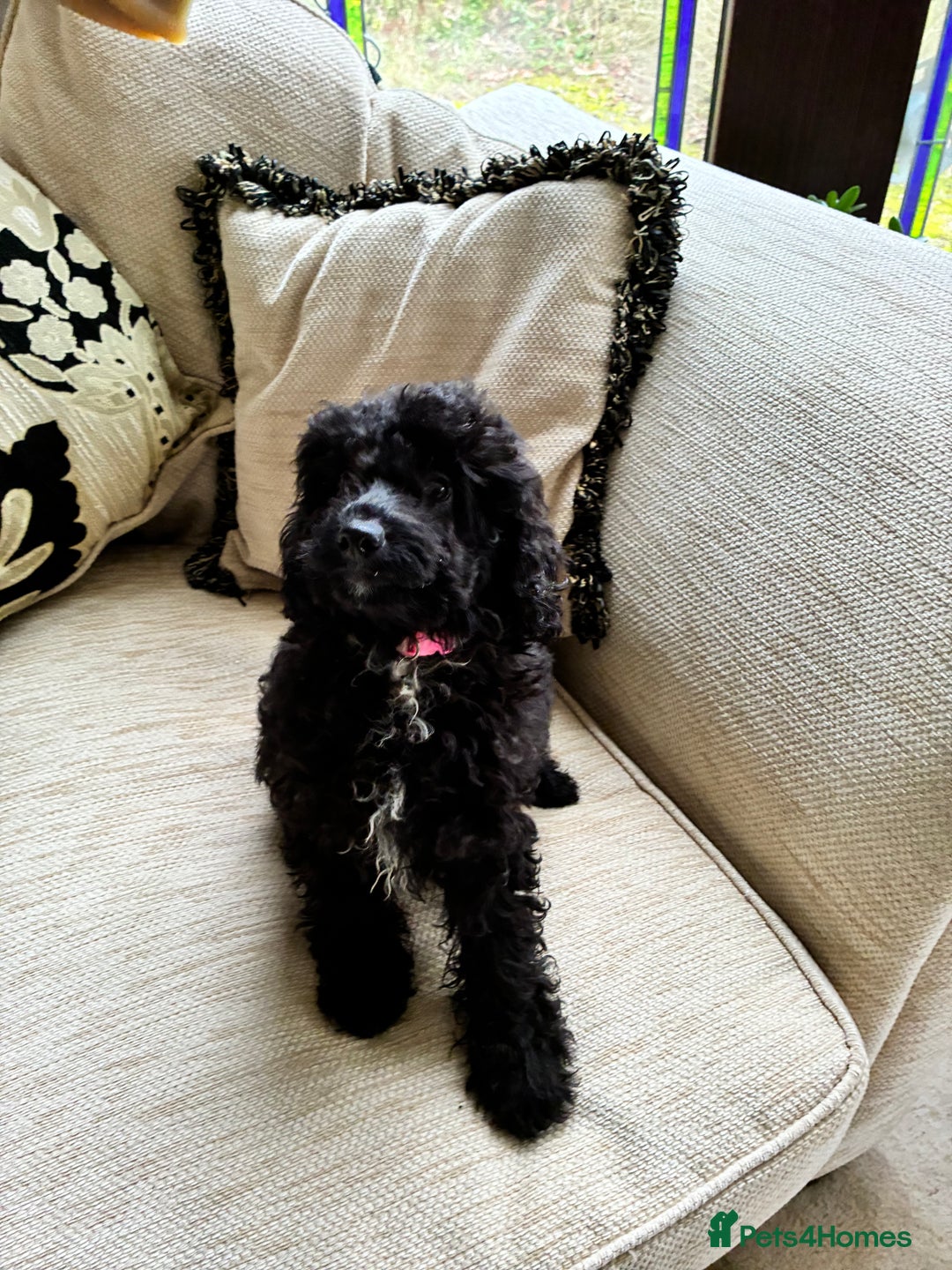 Miniature Poodle dogs for sale: Poodle x last girl fully vaccinated  - Advert 7