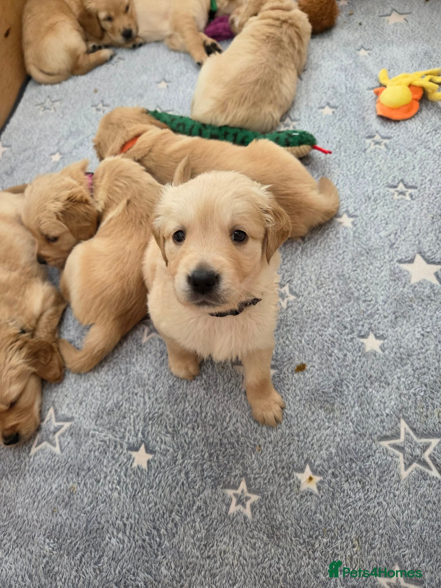 Golden Retriever dogs KC Pedigree Golden Retriever Puppies - Advert 2