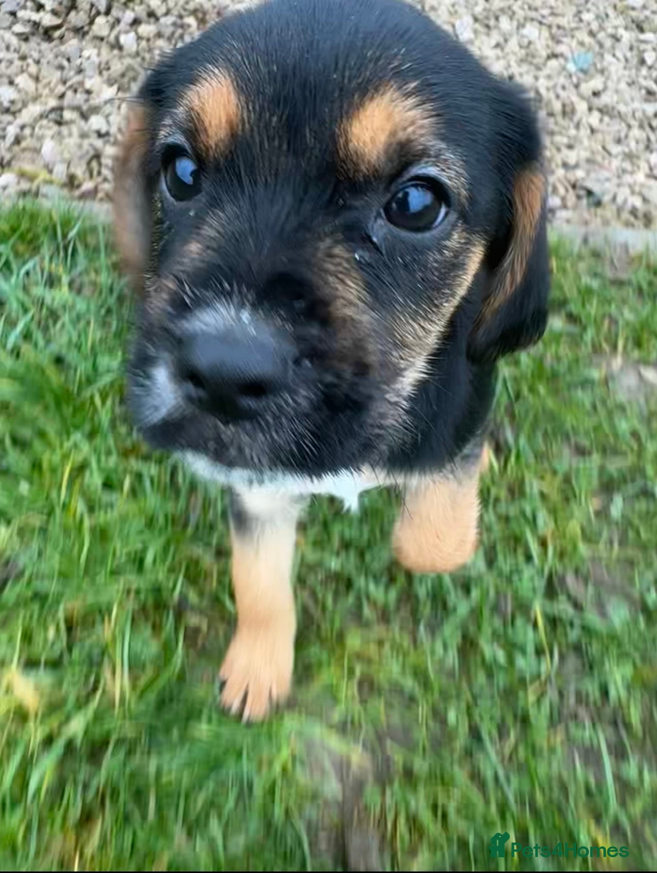 Mixed Breed dogs Border terrier x cocker spaniel  - Advert 18