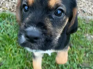 Mixed Breed dogs Border terrier x cocker spaniel - Advert 18