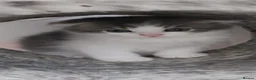Scottish Fold cats for sale: 🥰Scottish fold kittens🐾💞🏡😍 - Advert 8