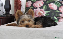 Yorkshire Terrier dogs for sale: Beautiful Yorkshire Terrier for Rehome - Image 4