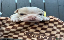 Olde English Bulldogge dogs for sale: Must See! Olde English Puppies  - Image 8