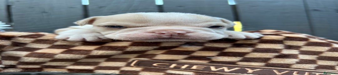 Olde English Bulldogge Puppy 1