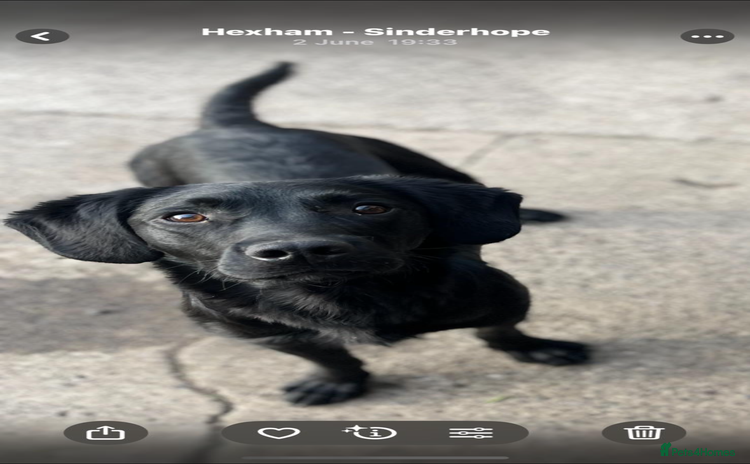 Springador dogs - Advert 4