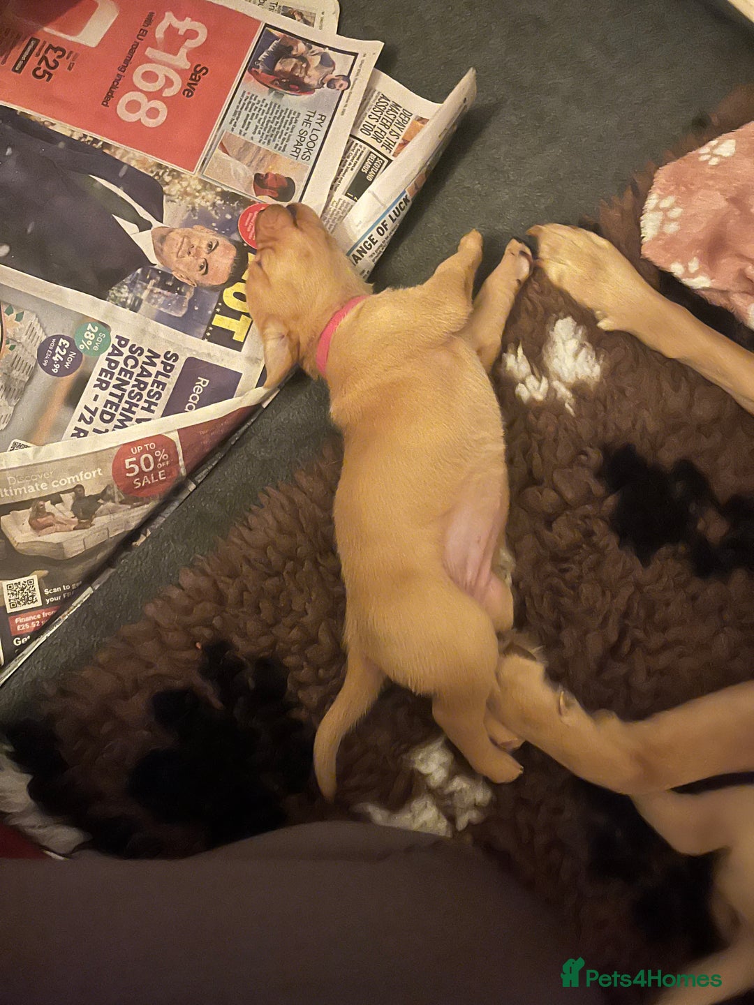 Labrador Retriever dogs for sale: Labrador Retriever Puppies for sale  - Advert 19