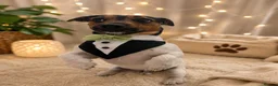 Jack Russell dogs for stud: MAXI — HANDSOME JACK RUSSELL AVAILABLE FOR STUD  in Milton Keynes - Advert 5