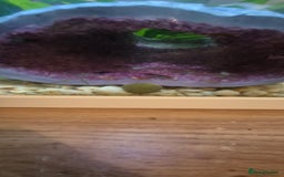 Shrimps fish for sale: Shrimp tank for sale  - Image 3