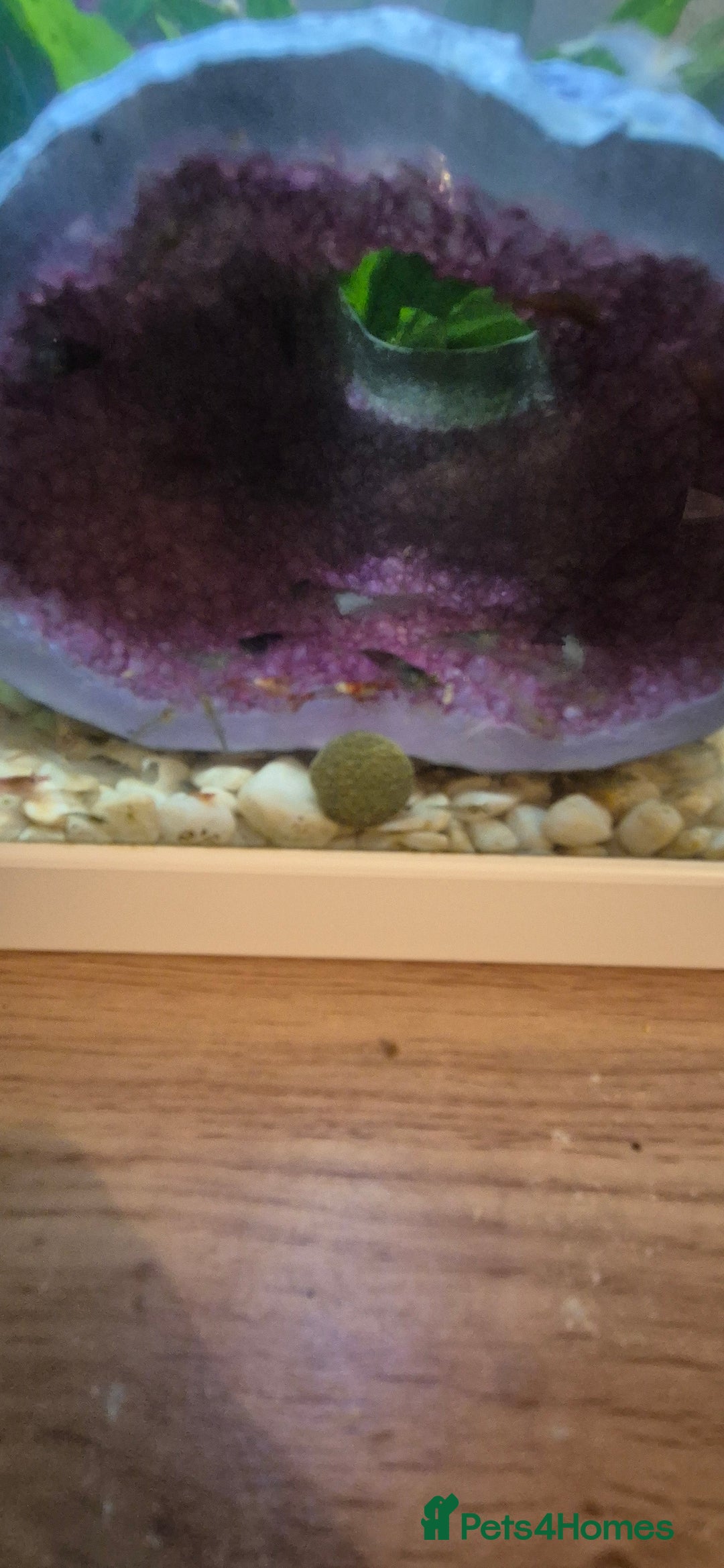 Shrimps fish for sale: Shrimp tank for sale  - Image 3