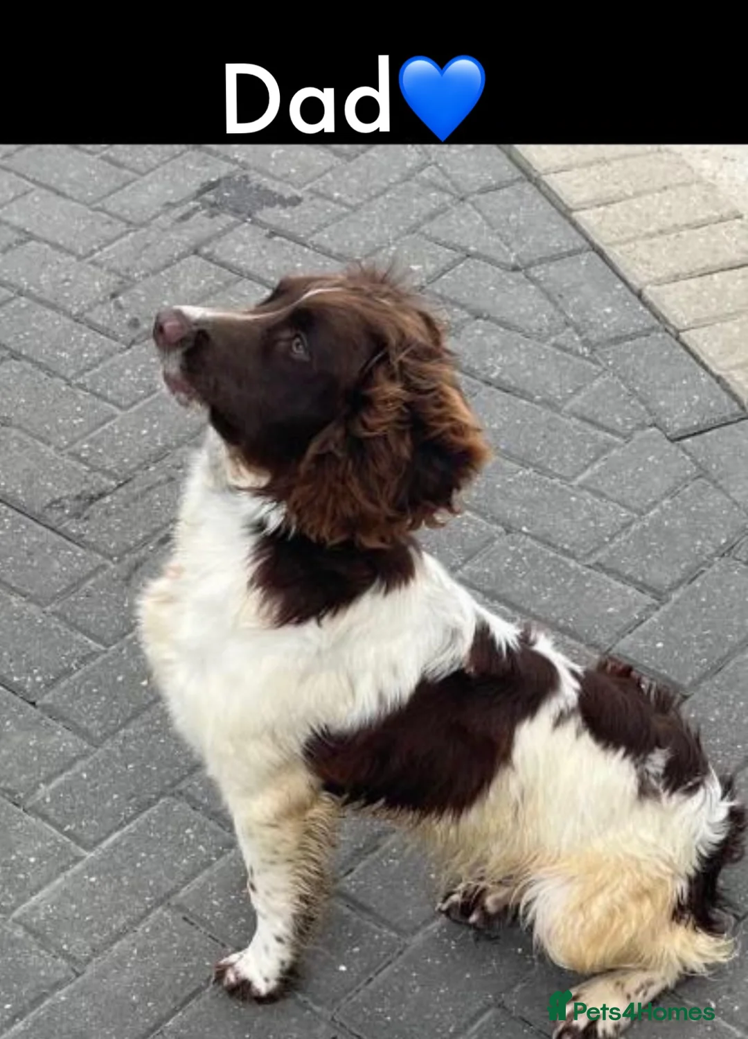 Cocker Spaniel dogs for sale: Cocker spaniel puppy’s  - Advert 24
