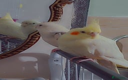 Cockatiels birds for sale: No adoption fees ... - Advert 3