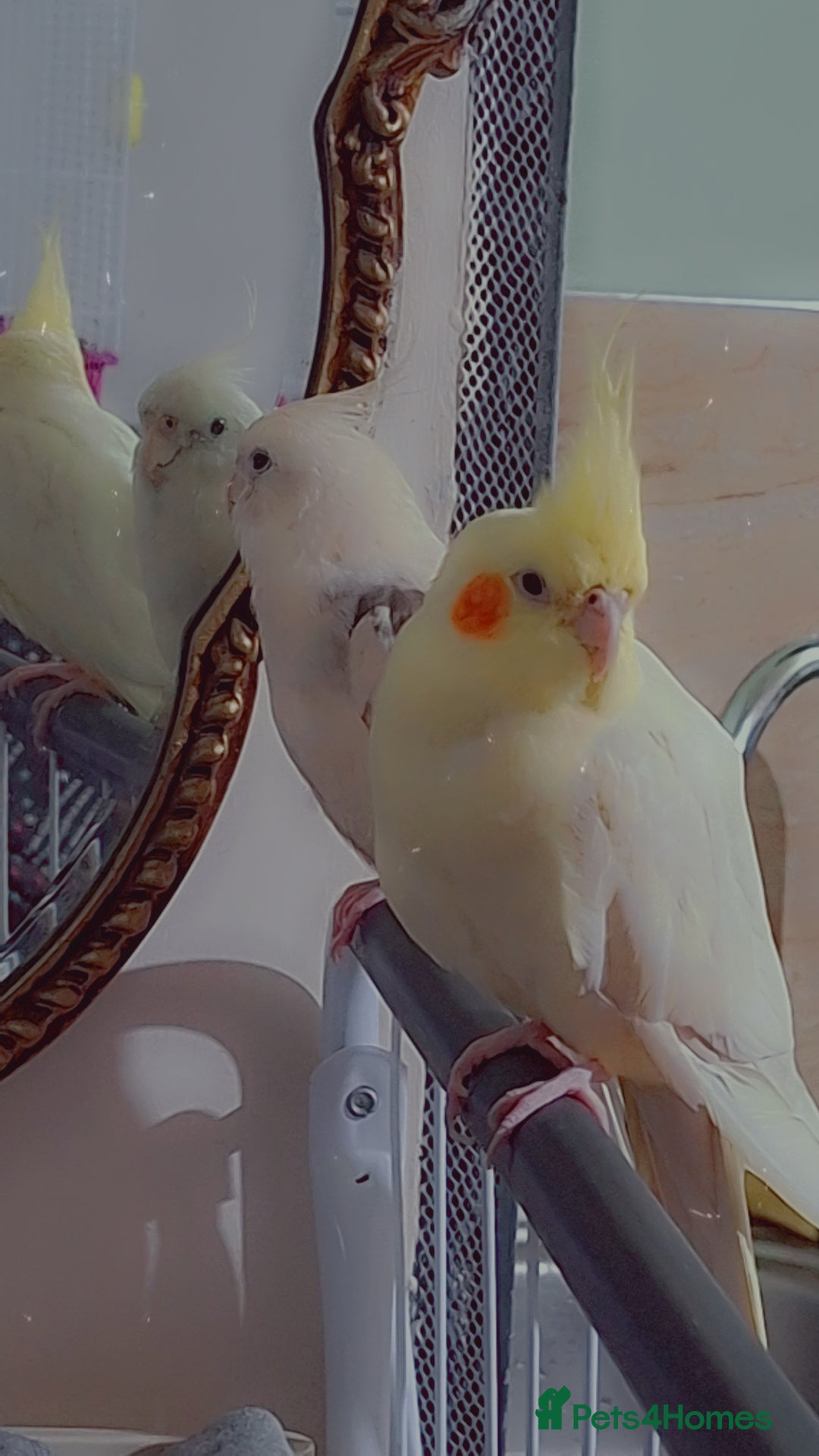 Cockatiels birds for sale: No adoption fees ... - Advert 3
