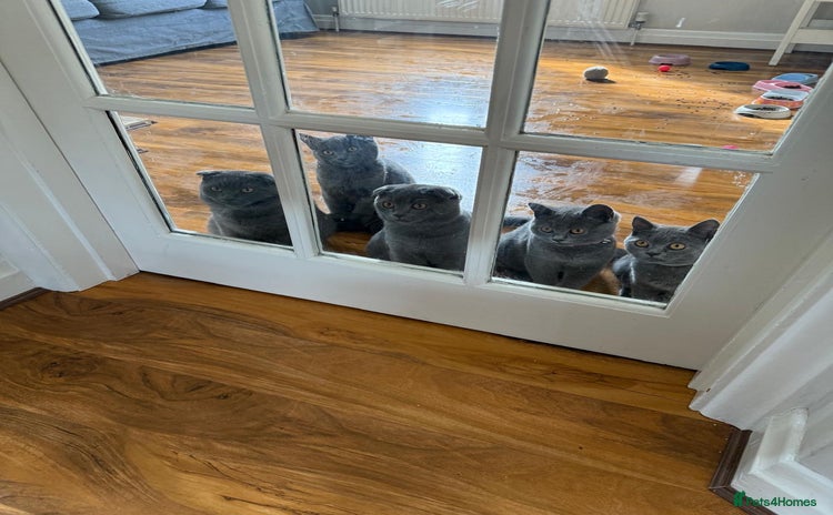 Scottish Fold cats - Advert 1