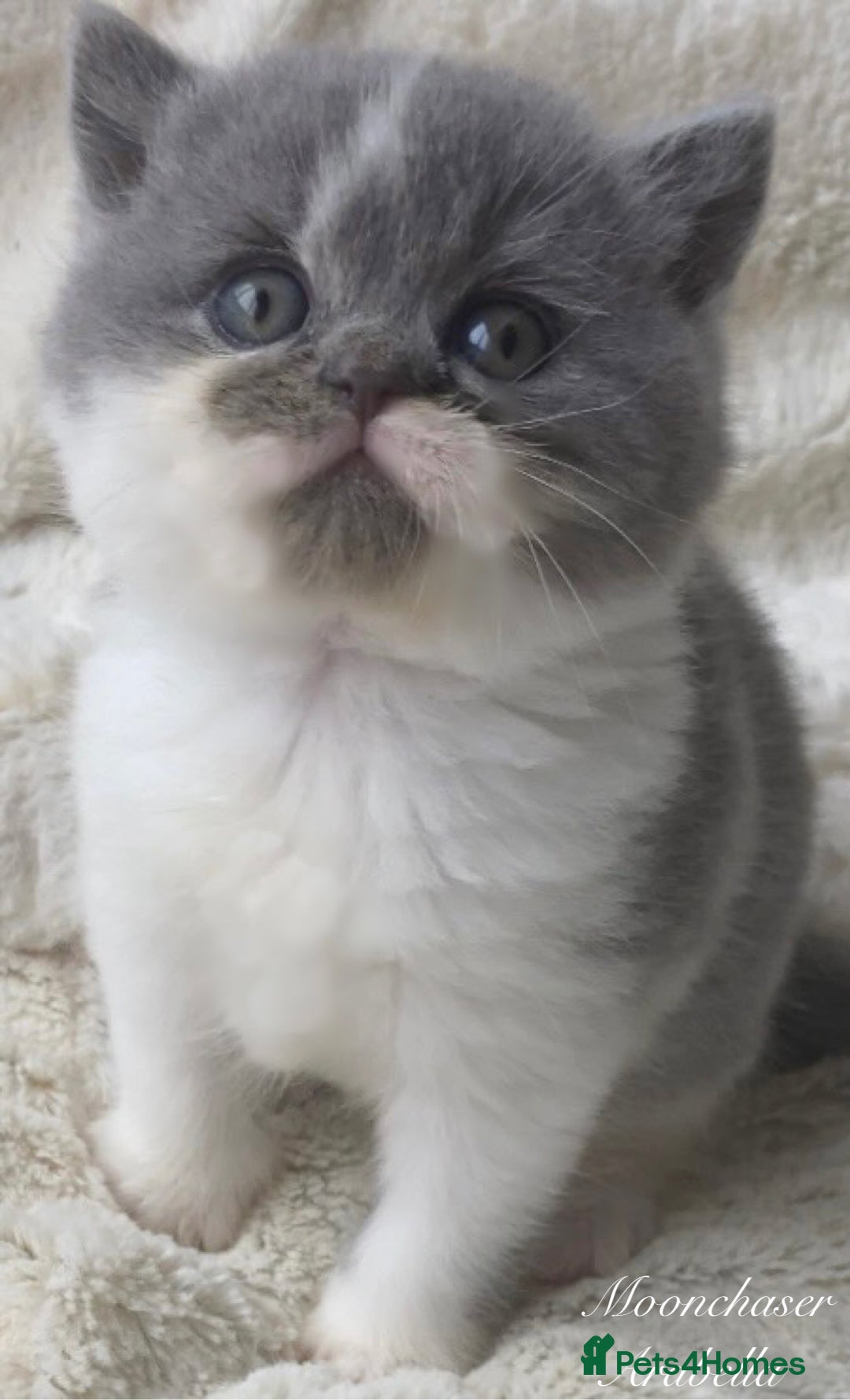 British Shorthair cats for sale: Gorgeous British Shorthairs TICA Registered - Advert 6