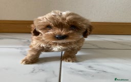 Cockapoo dogs for sale: 💙💙Cockerpoos🩷🩷 Ready Now💙🩷 - Image 7