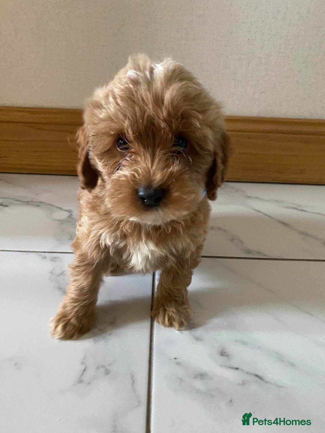 Cockapoo dogs for sale: 💙💙Cockerpoos🩷🩷 Ready Now💙🩷 - Image 7