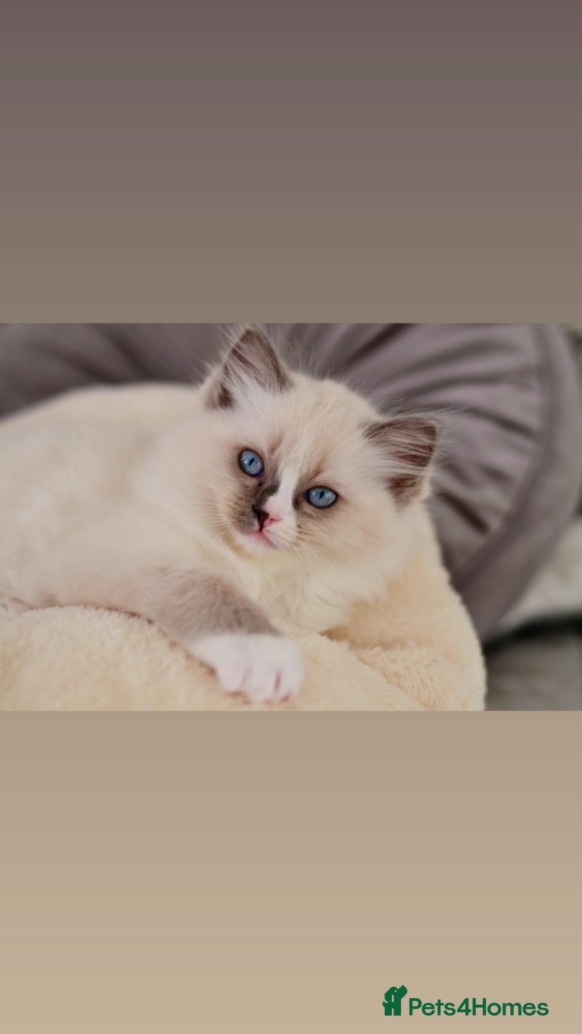 Ragdoll cats Beautiful Ragdoll Kittens - Advert 12