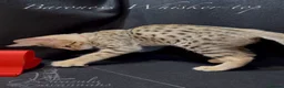 Savannah cats for sale: 2 and 3 months old. Tica Regist. Savannahs - Advert 36