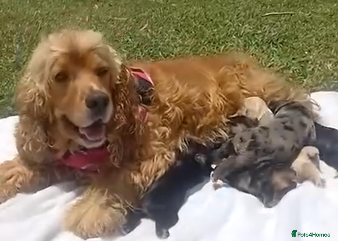 Cocker Spaniel dogs for sale: Sweet Cocker -Raised with Care, Ready to Cuddle - Image 2