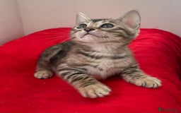 Bengal cats for sale: Stunning Beauty Bengal princess ❤️ - Image 5