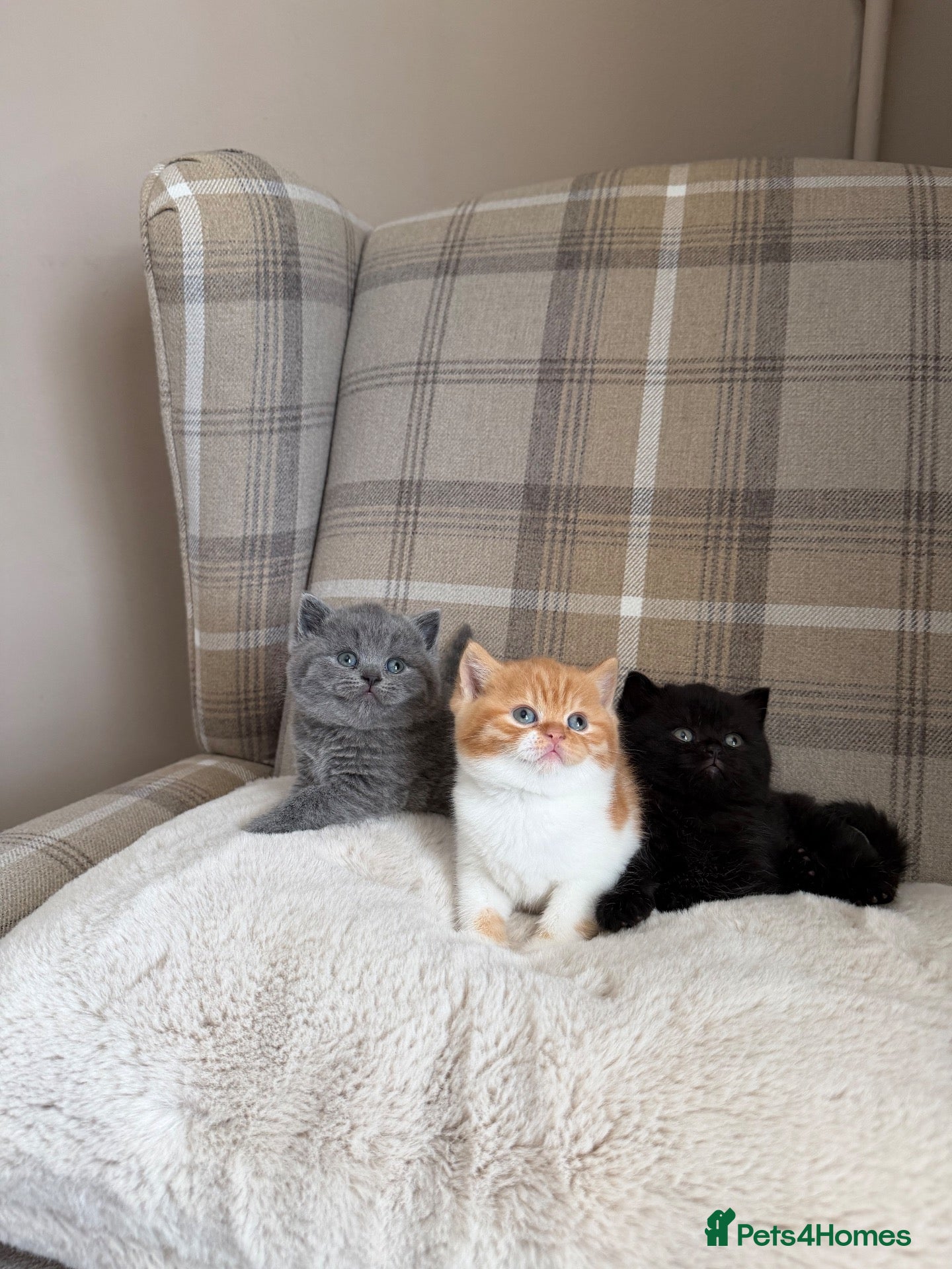 British Shorthair cats for sale: Champion GCCF active blue female  - Advert 2