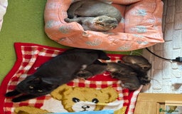 Scottish Fold cats for sale: Scottish fold pedigree kittens - Image 23