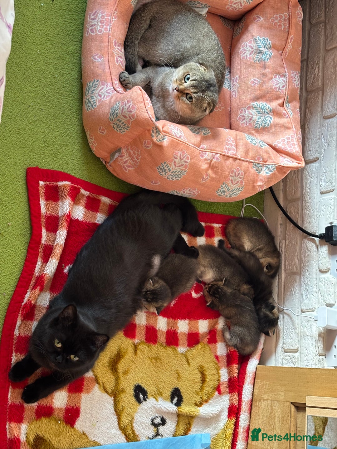 Scottish Fold cats for sale: Scottish fold pedigree kittens - Image 23