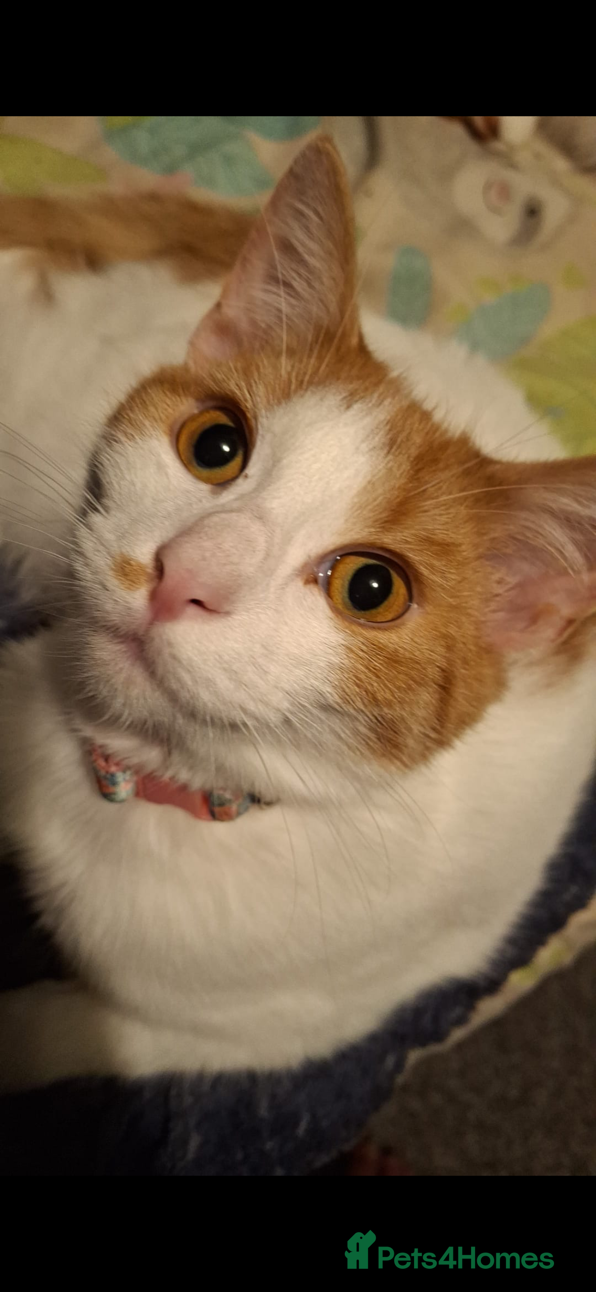 Domestic Shorthair cats 6 month old female cat  - Advert 18