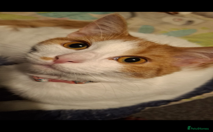 Domestic Shorthair cats 6 month old female cat  - Advert 13