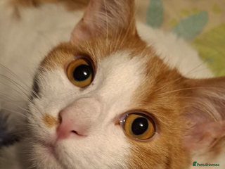 Domestic Shorthair cats 6 month old female cat - Advert 3