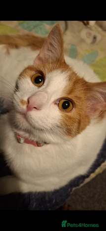 Domestic Shorthair cats 6 month old female cat - Advert 1