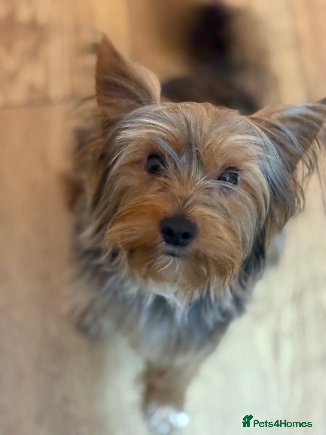 Yorkshire Terrier dogs for stud: For STUD - Advert 17