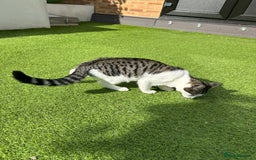 Mixed Breed cats for sale: Turkish Angora Mix  - Image 5