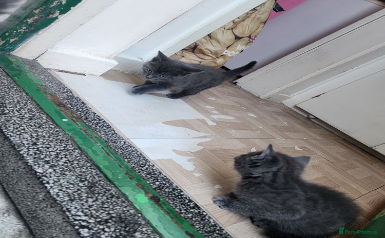 Mixed Breed cats for sale - Advert 1