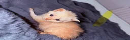 Maine Coon cats for sale: TICA REGISTERED MAINE COON KITTENS  - Advert 2