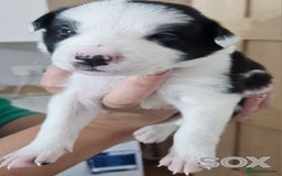 Border Collie dogs for sale: Border collie puppies for sale  - Image 8