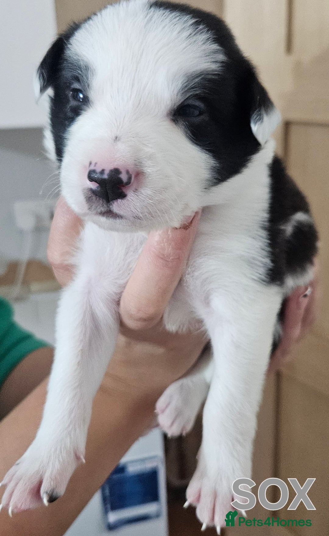 Border Collie dogs for sale: Border collie puppies for sale  - Image 8