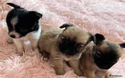 Chihuahua dogs for sale: 3 chihuahuas for sale - Image 10