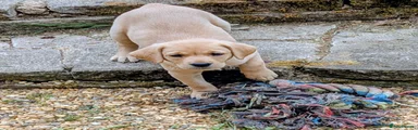 Labrador Retriever Puppy 1