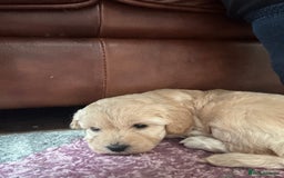 Cockapoo dogs for sale: cockapoo babies  - Image 5
