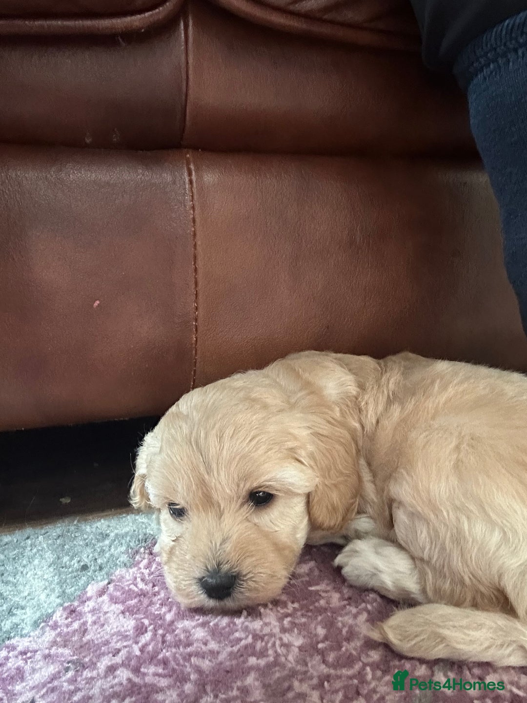 Cockapoo dogs for sale: cockapoo babies  - Image 5