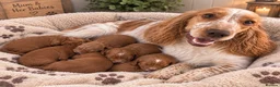 Cockapoo dogs for sale: Deep red cockapoo’s  - Advert 3