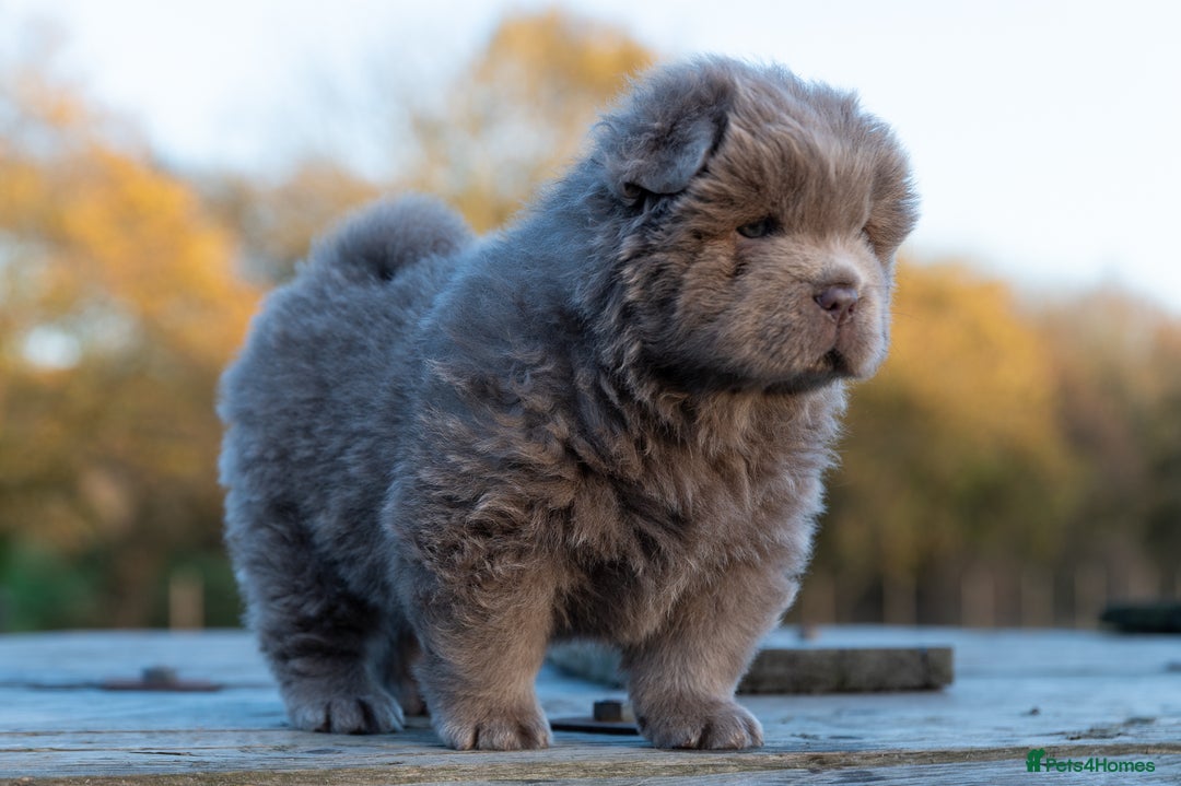 Chow Chow dogs for sale: Chow Chow Male Puppy Kc Reg - Advert 2