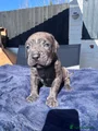 Cane Corso Puppy 5