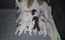 Jack Russell dogs for sale: Beautiful. Jack Russell puppies for sale - Image 2
