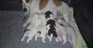 Jack Russell dogs - Advert 14
